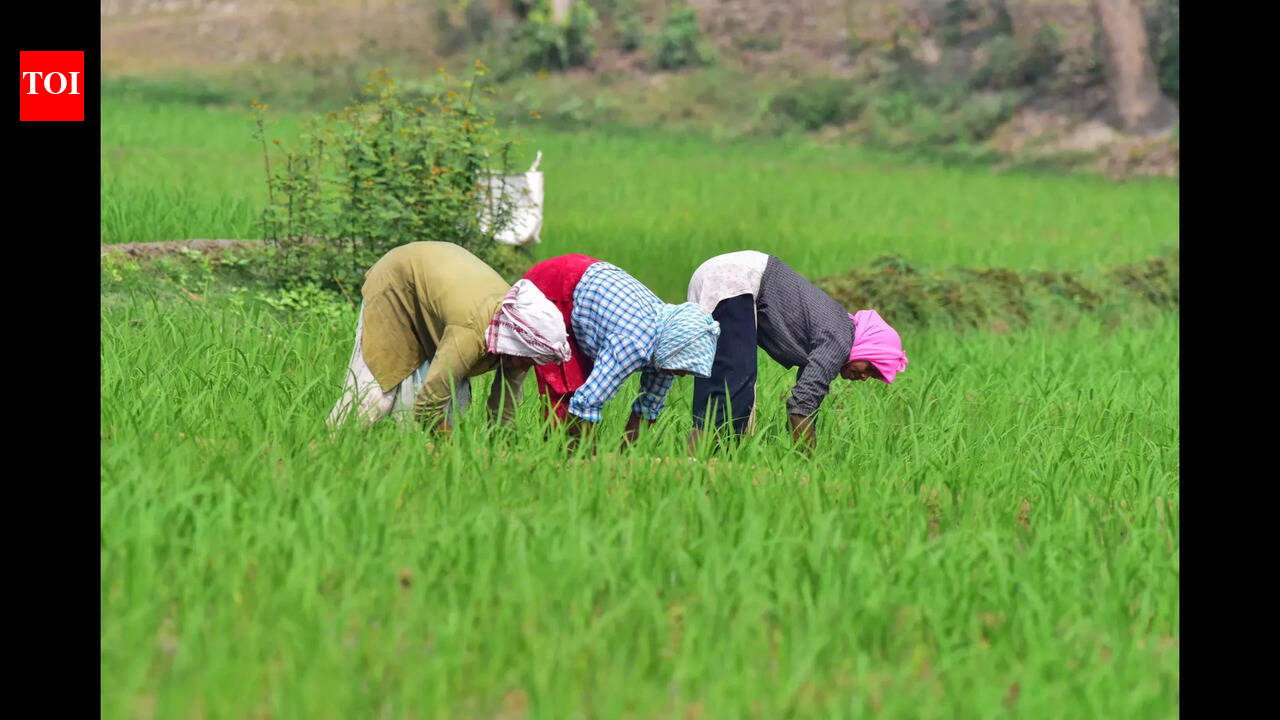 Paddy fields at Cavelossim to be restored: Rane