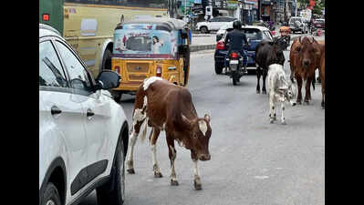 24-year-old youth dies as stray cattle rams bike on Tharapakkam road at Chennai