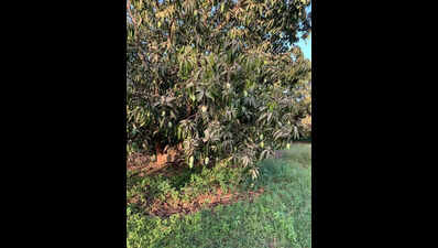 Kesar mangoes reach Talala early amid export demand