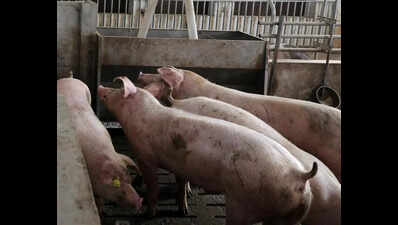Ban on breeding farm pigs lifted in Amritsar village