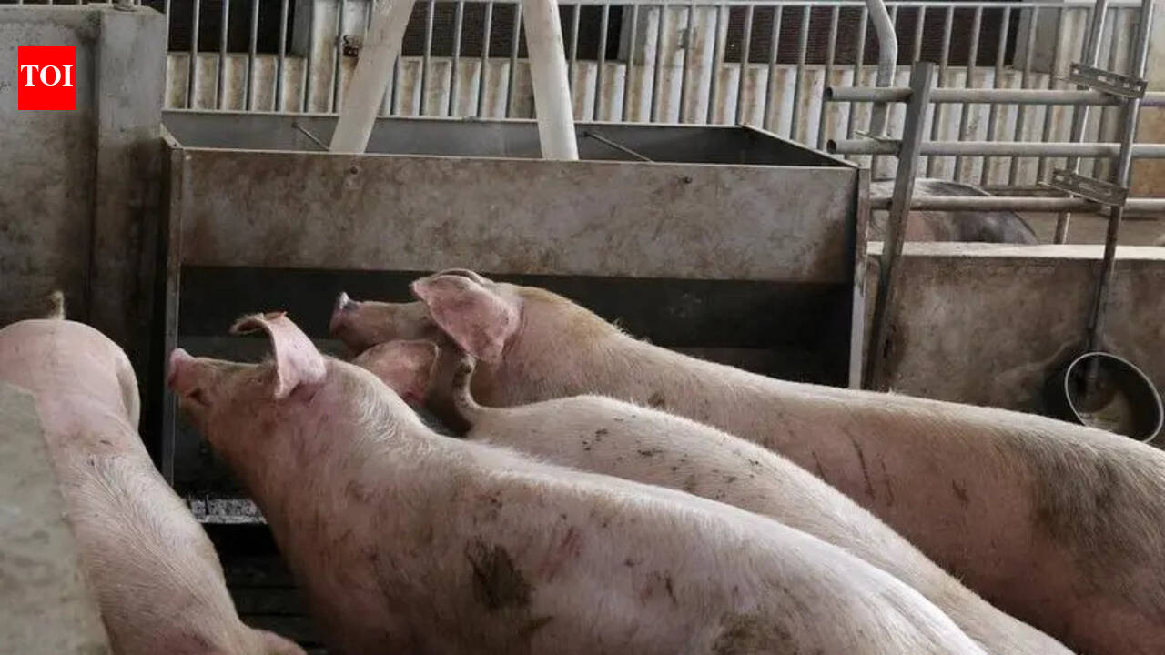 Ban on breeding farm pigs lifted in Amritsar village | Chandigarh News ...