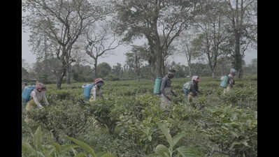 Unkept promises & unpaid wages weigh heavily on N Bengal tea garden workers