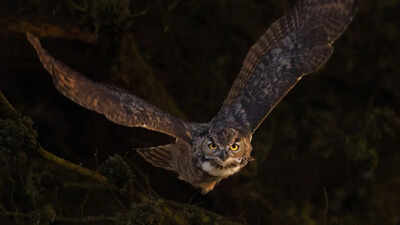 How big is a Great Horned Owl really? Shocking size, wingspan, and flight facts most people don’t know