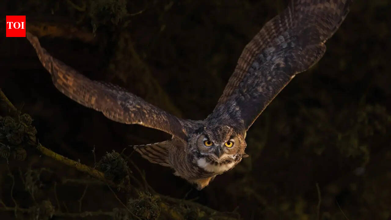 How big is a Great Horned Owl really? Shocking size, wingspan, and flight facts most people don’t know