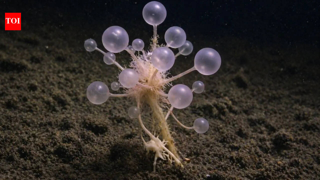 What is the ‘death ball sponge’: A strange carnivorous predator found ...