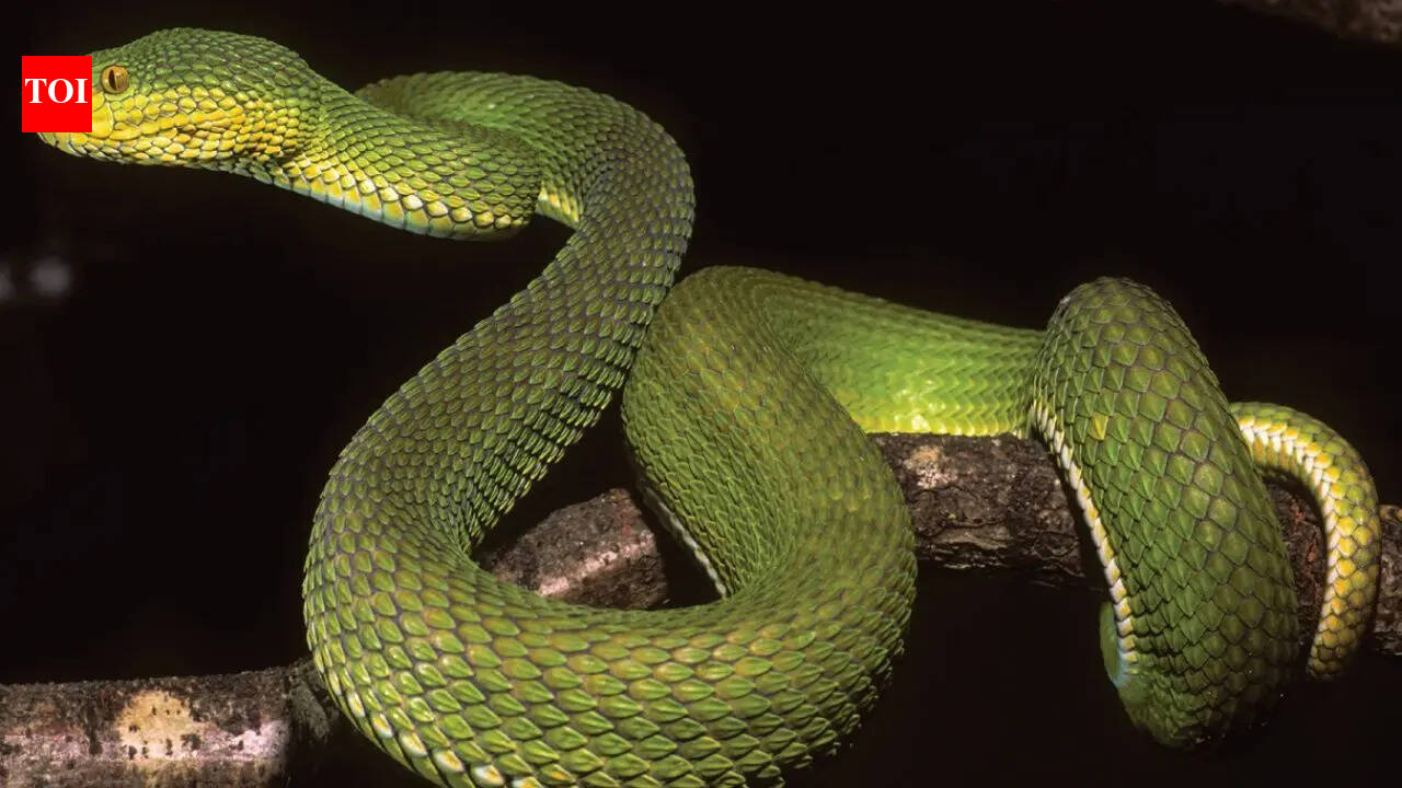 New snake species found in Myanmar confuses scientists with its shifting appearance