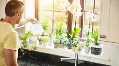 How often should you water indoor plants?