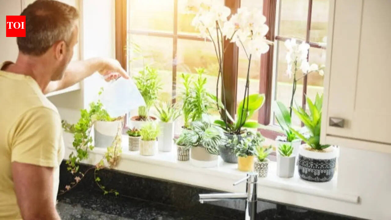 How often should you water indoor plants?