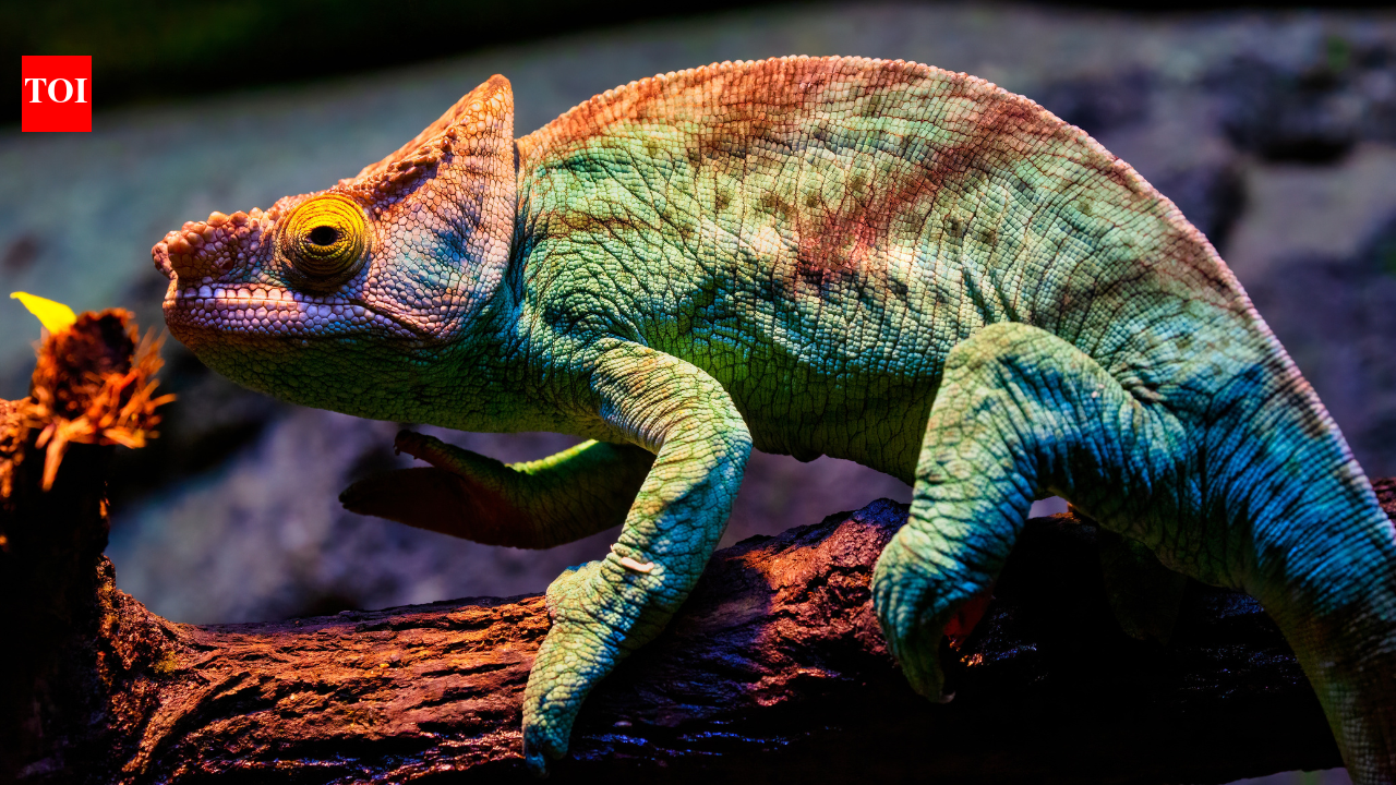 This tiny chameleon’s tongue reaches 60 mph in just 0.01 seconds: One of the quickest organisms in nature | - The Times of India