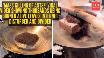 ‘Mass killing of ants?’ Viral video showing thousands being burned alive leaves internet disturbed and divided