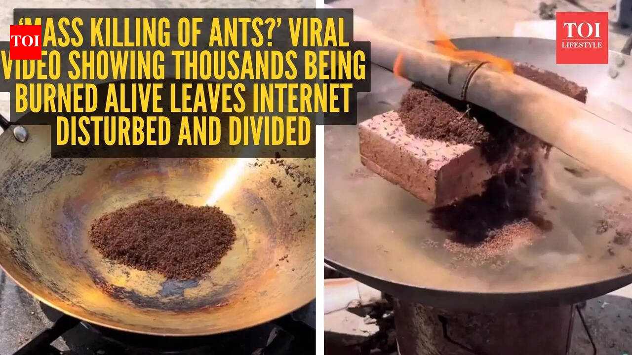 ‘Mass killing of ants?’ Viral video showing thousands being burned alive leaves internet disturbed and divided