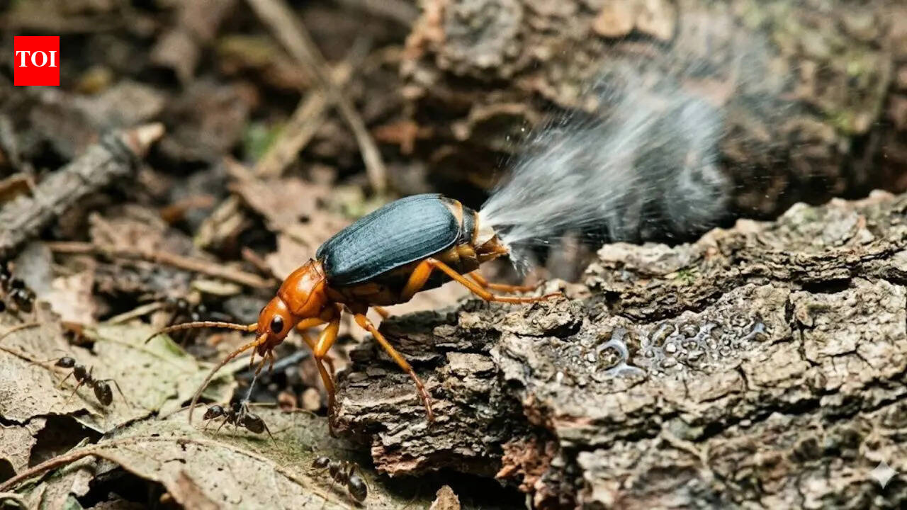Beetle that shoots acid from its rear: How the bombardier beetle’s explosive defence works