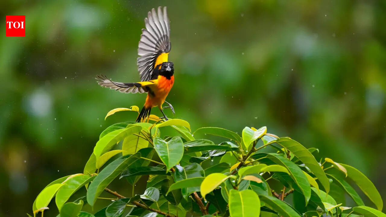 Birders, take note: This kitchen leftover can bring birds to your spring garden
