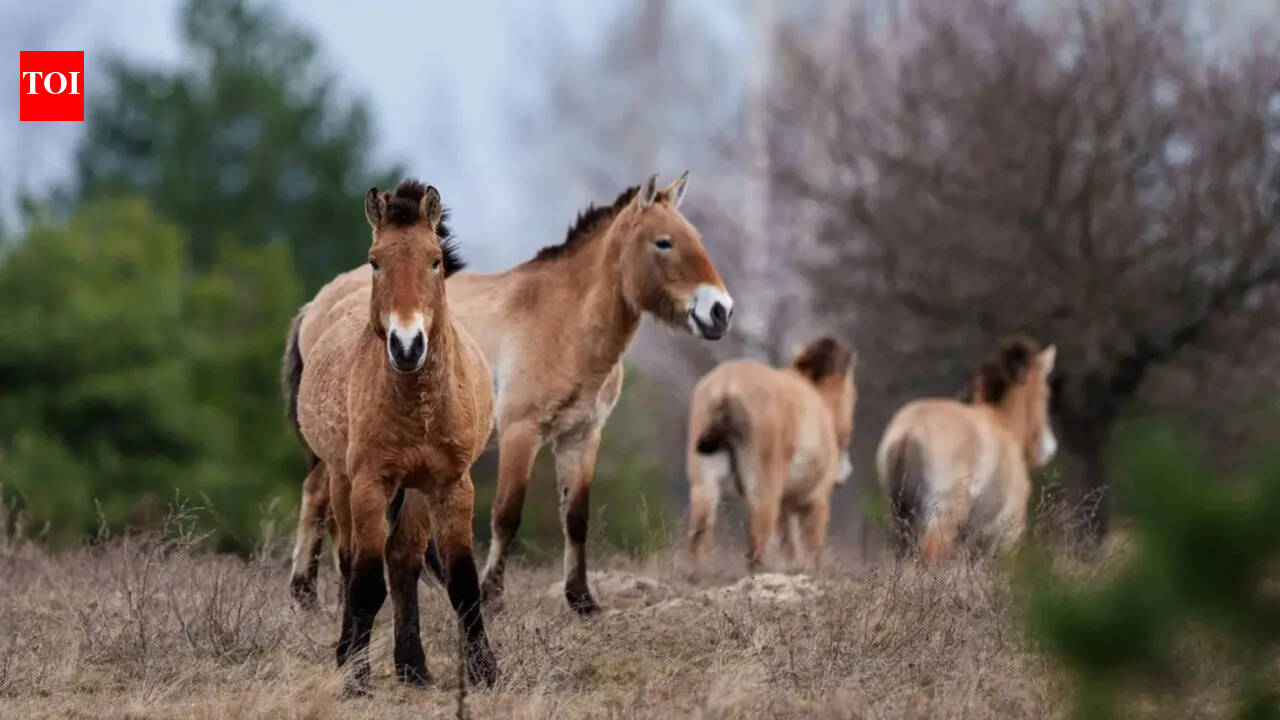 From nuclear wasteland to wildlife sanctuary: Chernobyl's unexpected rebirth