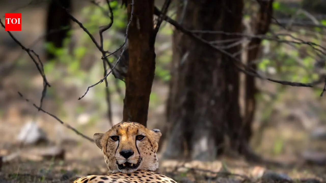 Cheetah crossings into Rajasthan spark debate over letting them settle naturally