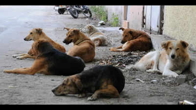 Civic body moves to tackle stray dog issue with new shelters