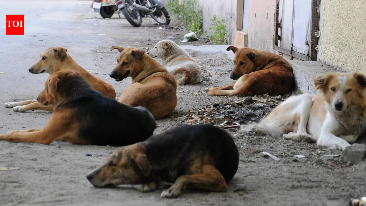 Civic body moves to tackle stray dog issue with new shelters