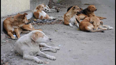 Dehradun civic body plans to build 2 dog shelters