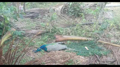 35 peacocks die amid searing heat in Tumakuru