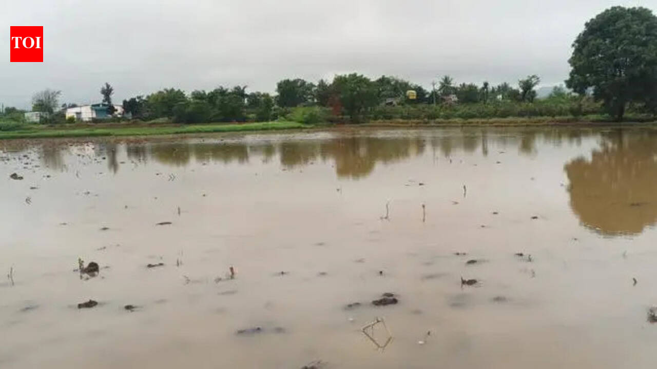 Crop loss in Nashik pegged at Rs 73.34 crore after March rain | Nashik ...