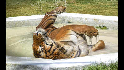 City reels under intense heatwave conditions