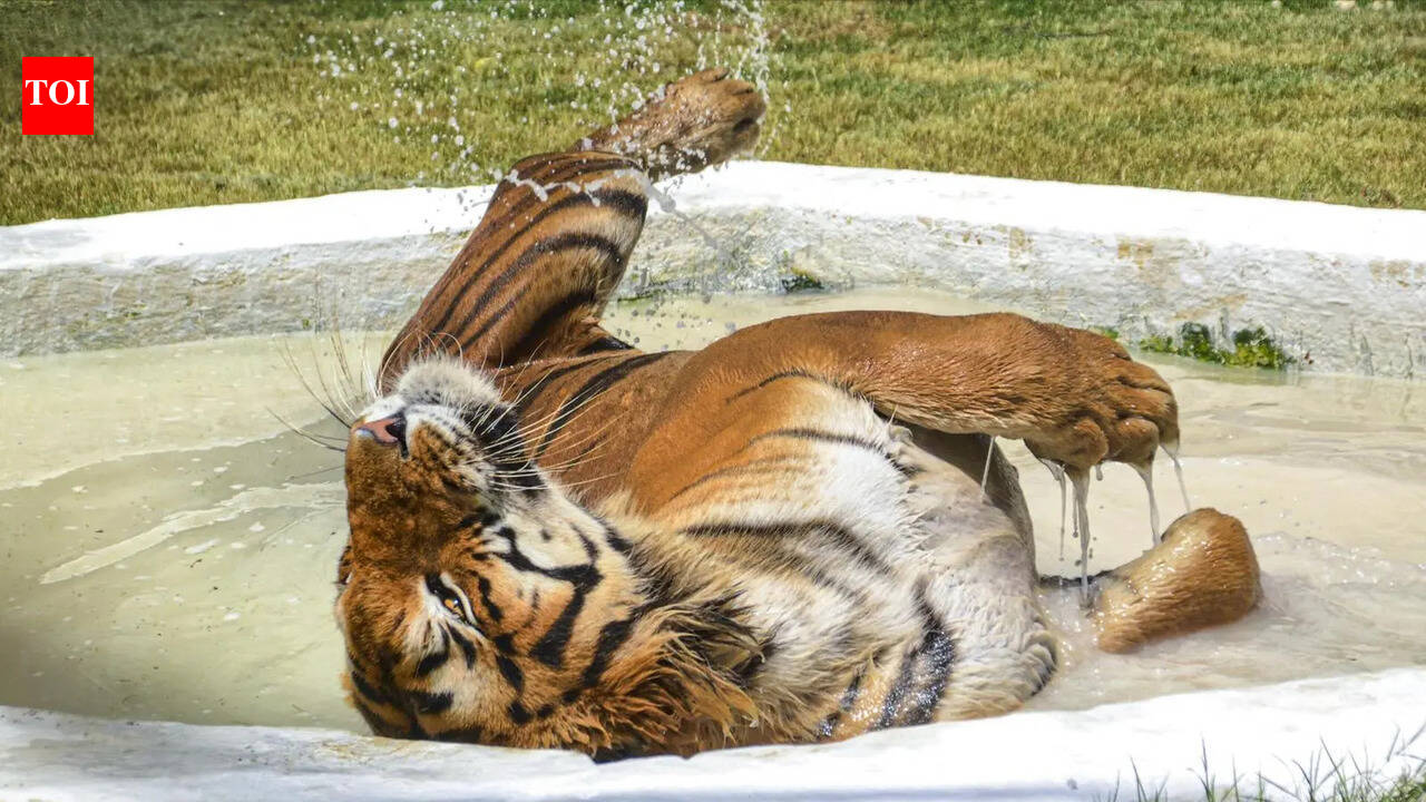 Heatwave action plan rolled out