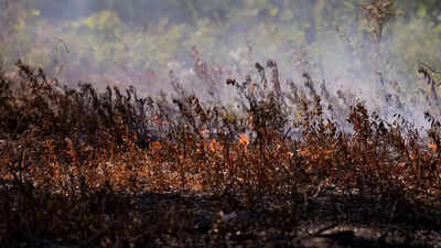Georgia blaze shows how climate change has led to more wildfires in East