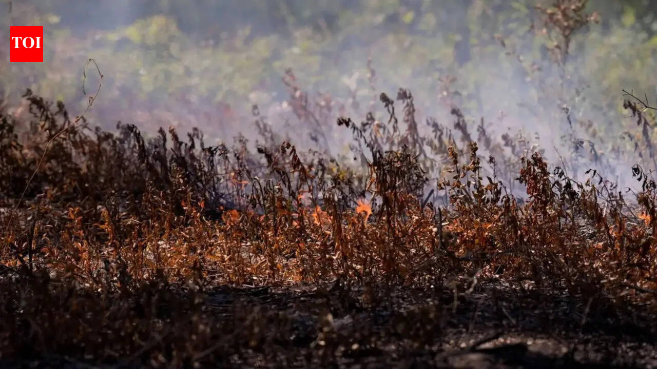 Georgia blaze shows how climate change has led to more wildfires in East