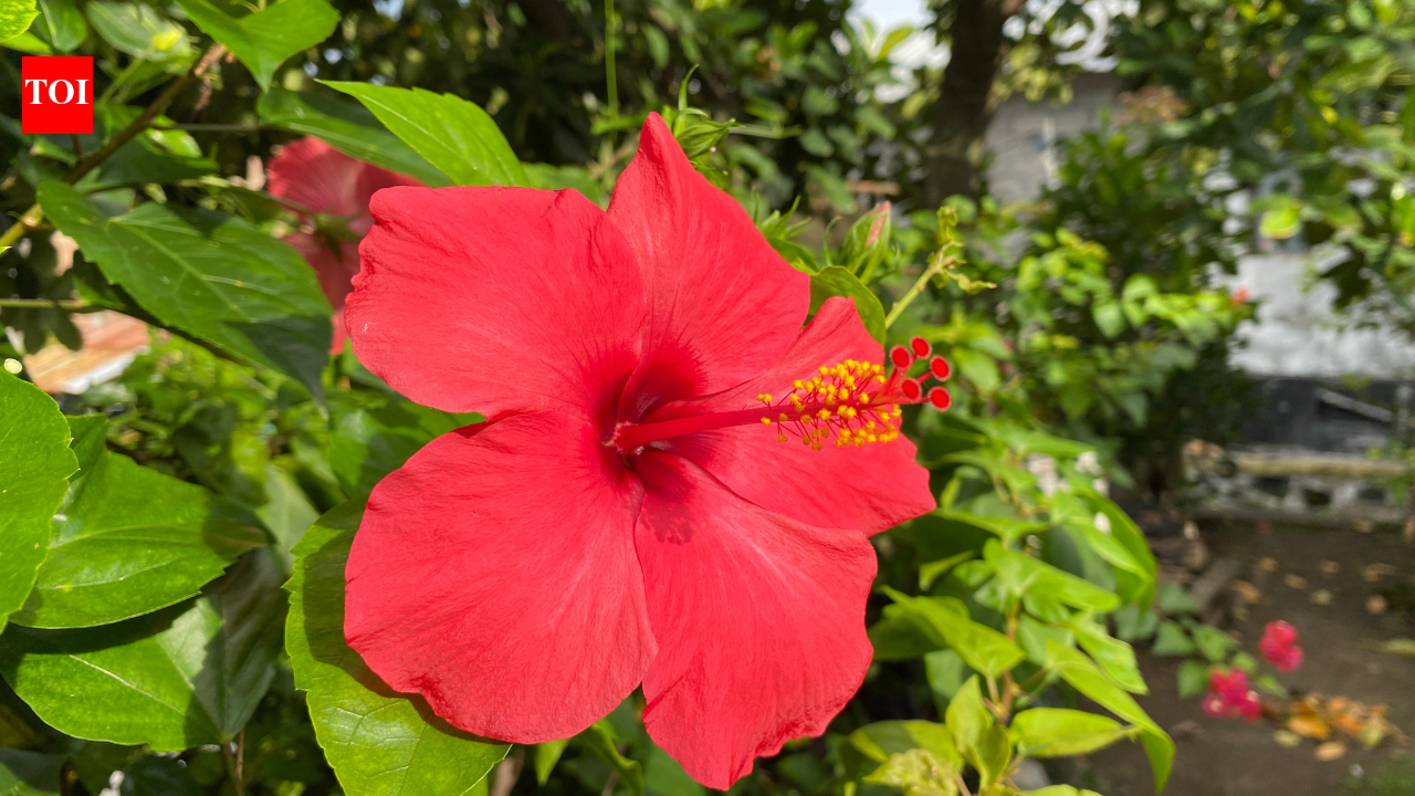 Growing Hibiscus at home this summer isn’t hard, if you get the basics right
