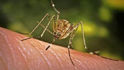 Dengue treatments in 2–3 years, but cases set to rise with climate change