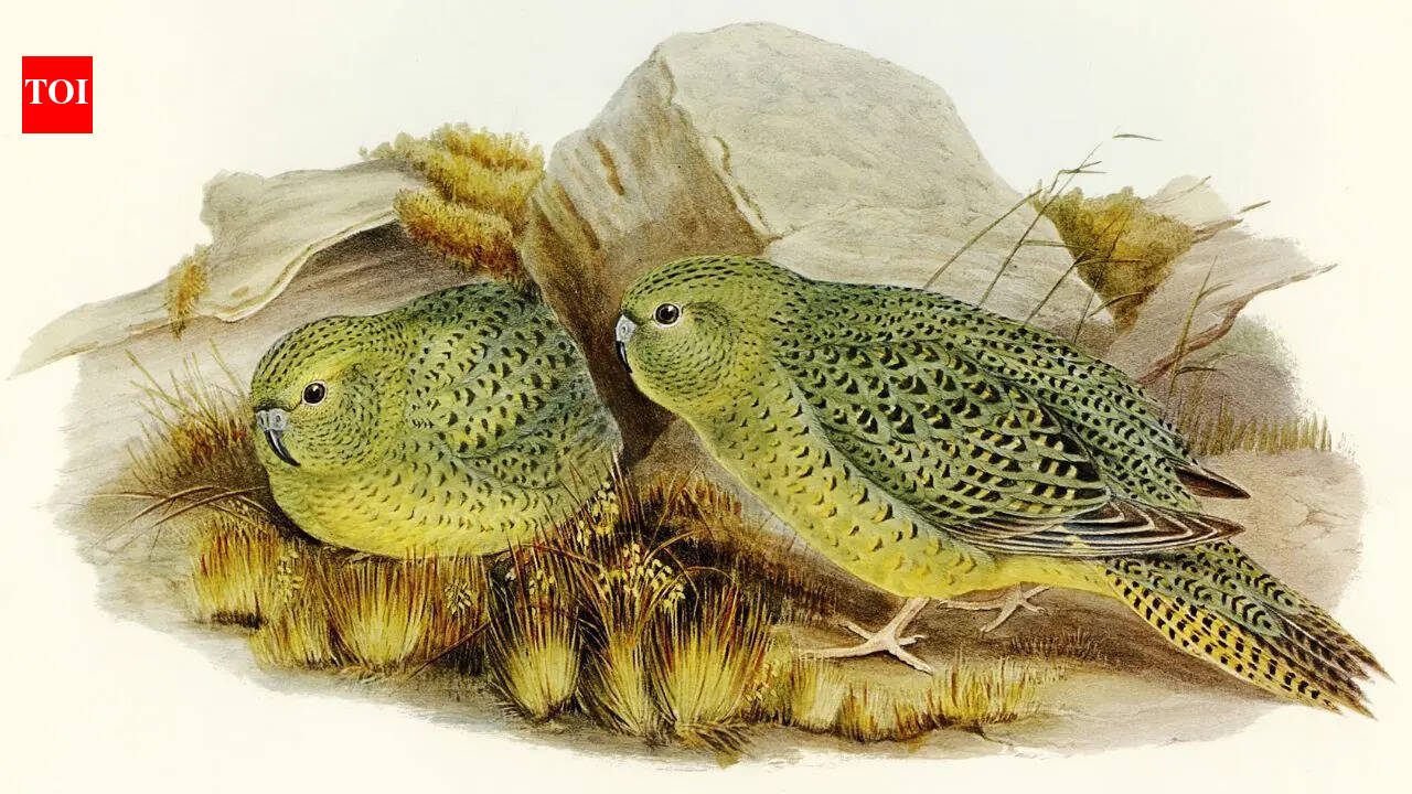 Rare night parrot rediscovered in Australia after being missing for nearly a century