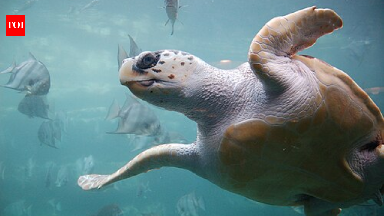 Sunrise shock: Photographer finds 300-pound loggerhead sea turtle ...