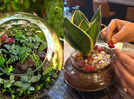 Terrarium workshops in Hyderabad turn gardening into a calming urban hobby
