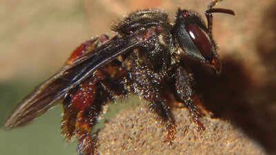 Vulture bees: The only bees in the world that survive on rotting meat