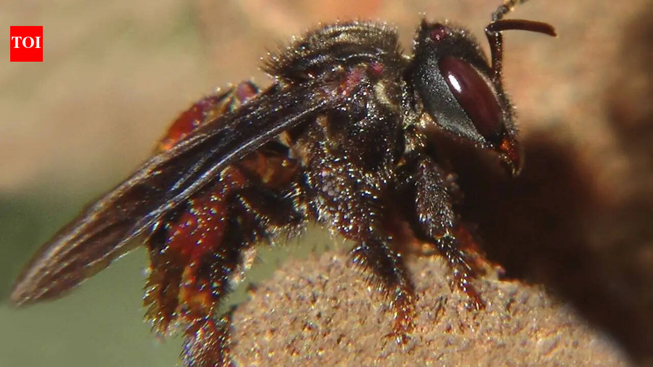 Vulture bees: The only bees in the world that survive on rotting meat
