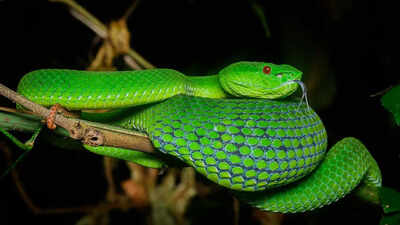 New venomous Huaxi green pitviper snake discovered in China after decades of misidentification