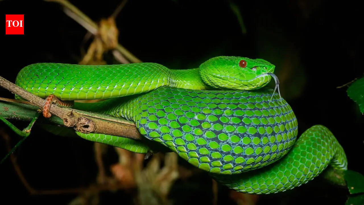 New venomous Huaxi green pitviper snake discovered in China after decades of misidentification