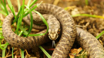 Common mistakes that attract snakes to your home