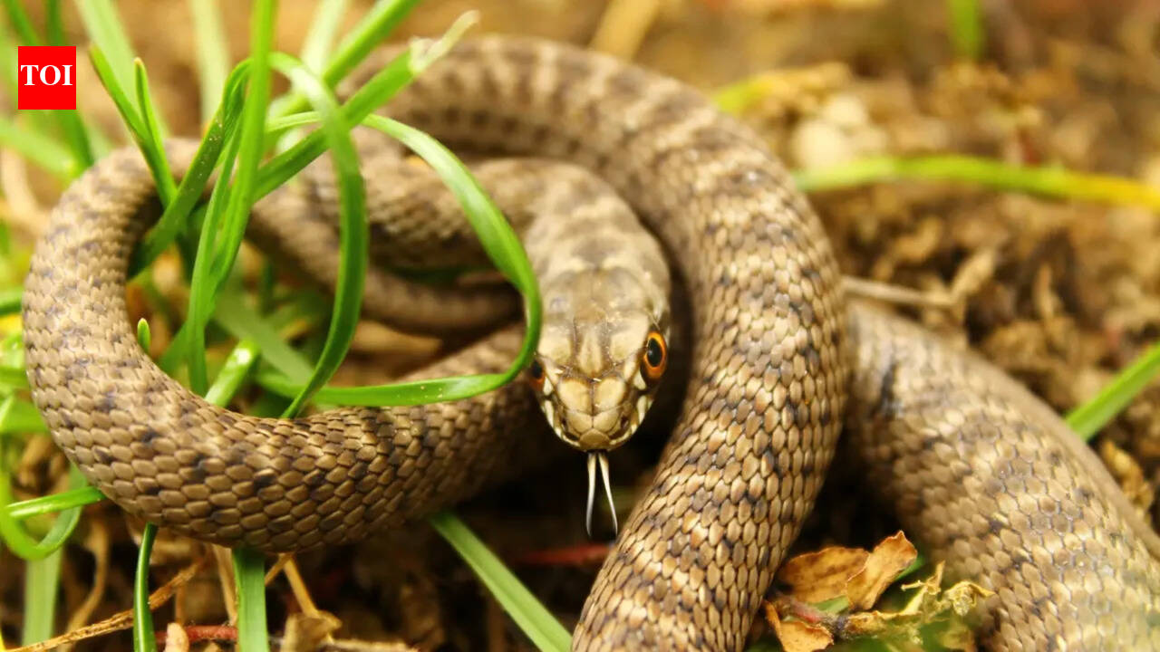 Common mistakes that attract snakes to your home