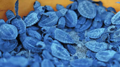 Baby turtles take the plunge along Chennai’s coastline