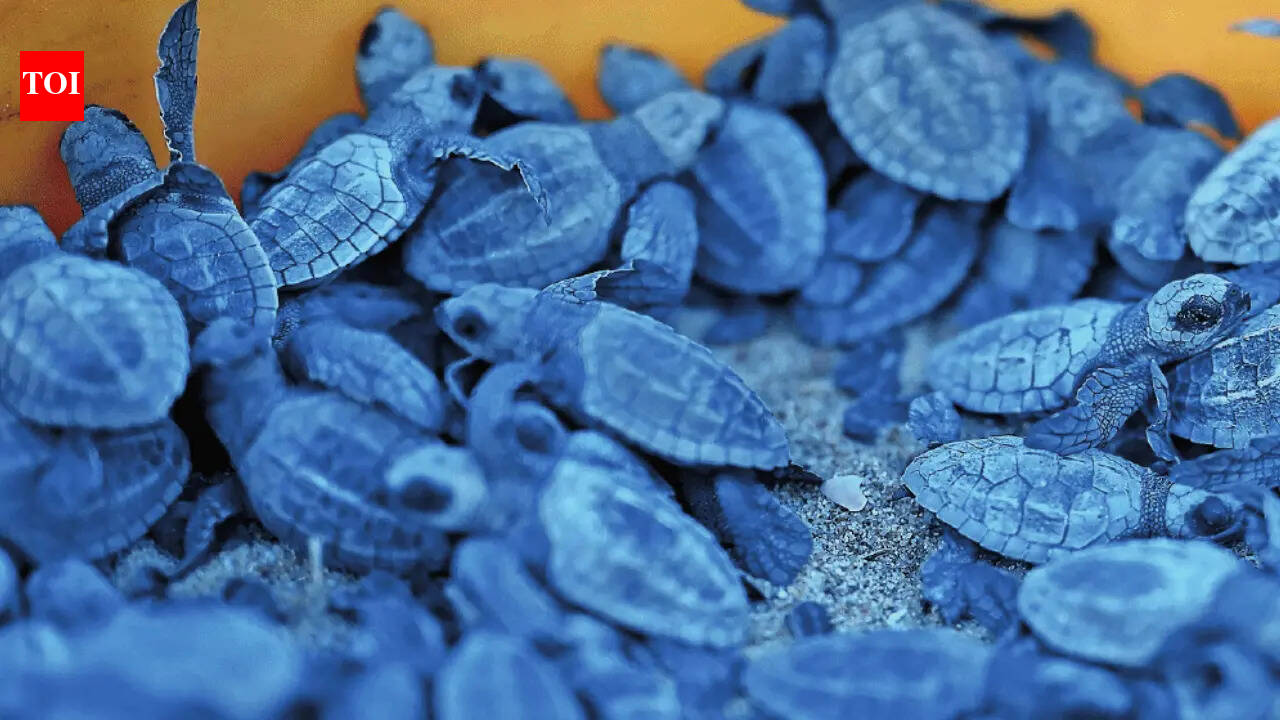 Baby turtles take the plunge along Chennai’s coastline