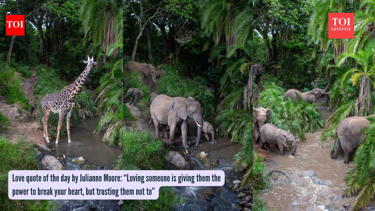 Hidden camera trap in Maasai Mara reveals a secret wildlife highway 'river crossing' no one knew existed