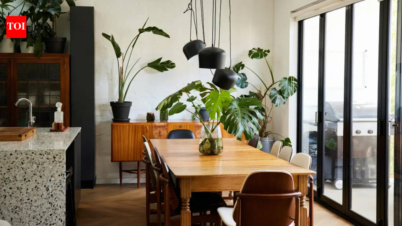 Explained: You’re doing everything right then why are your indoor plants still dying?