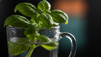 The two simple habits that will finally keep your basil alive