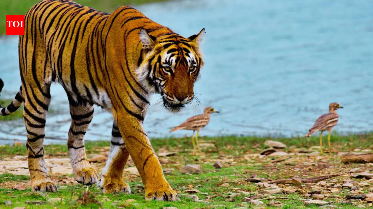 A rare moment put Ranthambore National Park back in the spotlight — 5 reasons fans are going now