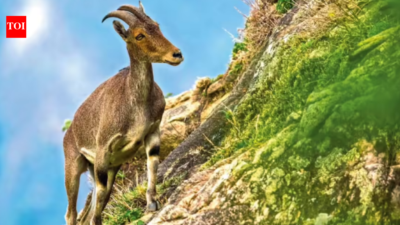 Joint TN-Kerala Nilgiri tahr census begins; population growth expected