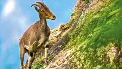 Joint TN-Kerala Nilgiri tahr census begins; population growth expected