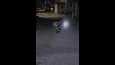 Lion agitated by mobile torches charges at girl