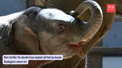 Meet Linh Mai: The adorable Asian elephant calf that has become Washington’s newest star