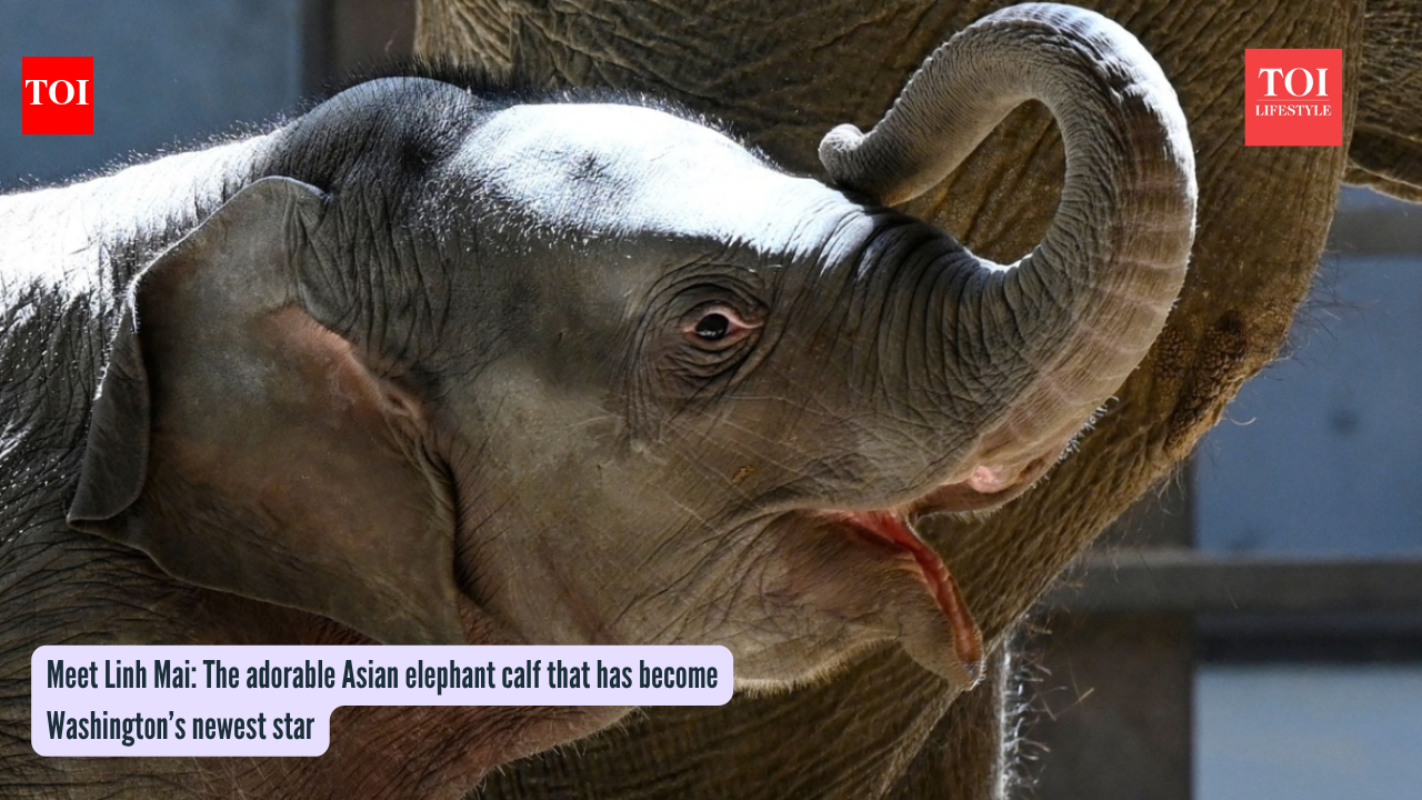 Meet Linh Mai: The adorable Asian elephant calf that has become Washington’s newest star